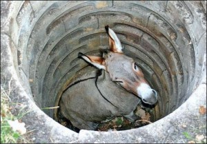 Esel im Brunnen